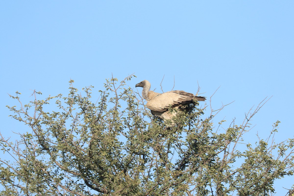 Buitre Dorsiblanco Africano - ML646832881