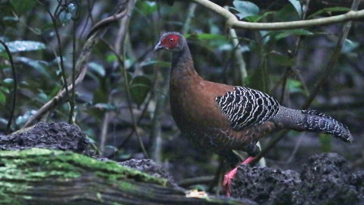 Siyam Sülünü - ML646832882