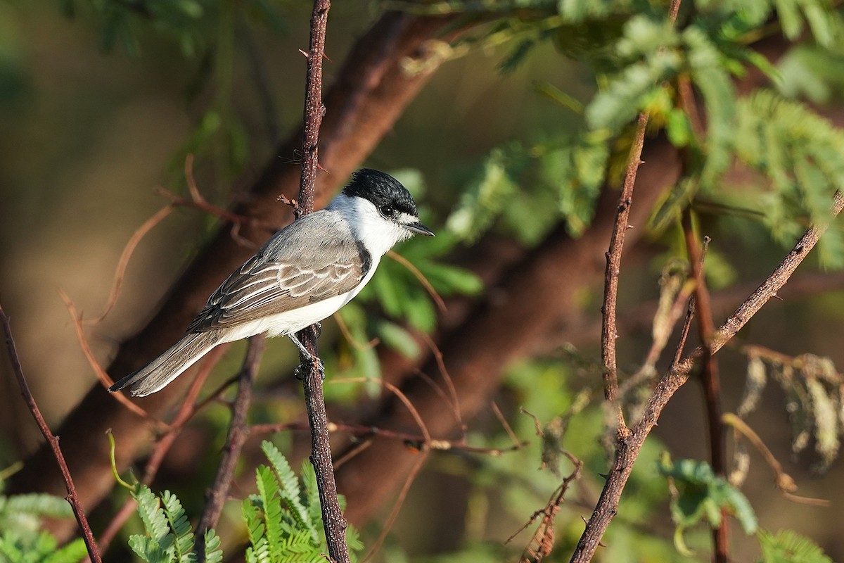 White-naped Xenopsaris - ML646832885