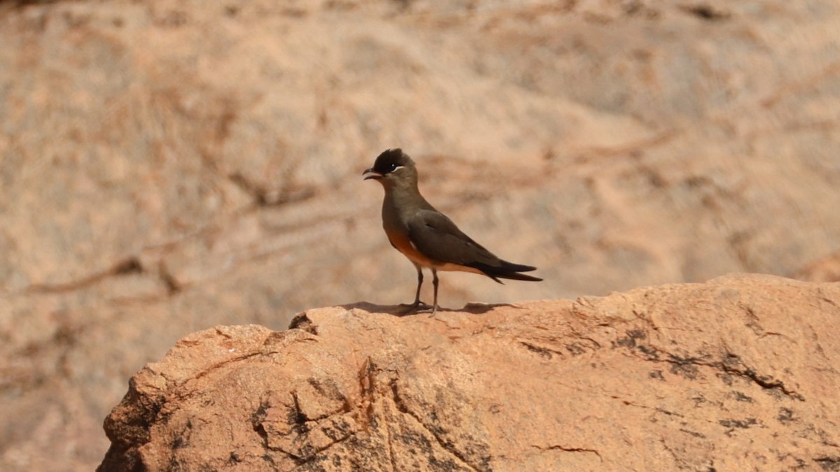 Madagaskarbrachschwalbe - ML646832886