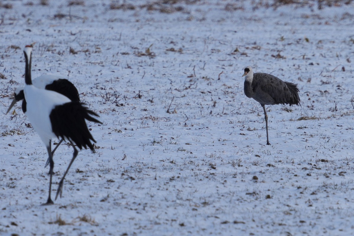 Hooded Crane - ML646832887