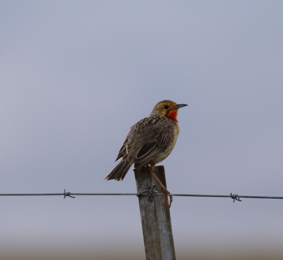 Orange-throated Longclaw - ML646832889