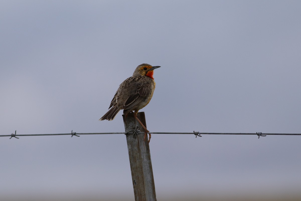 Orange-throated Longclaw - ML646832890