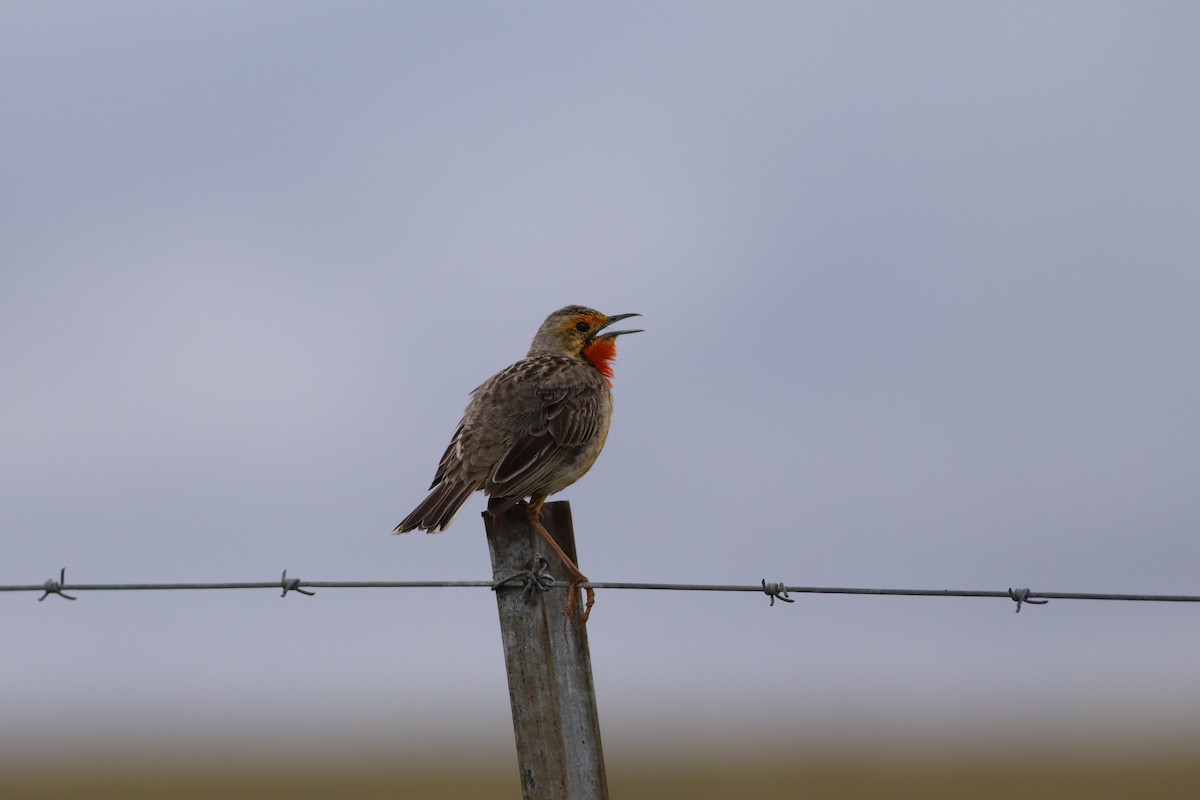 Orange-throated Longclaw - ML646832891