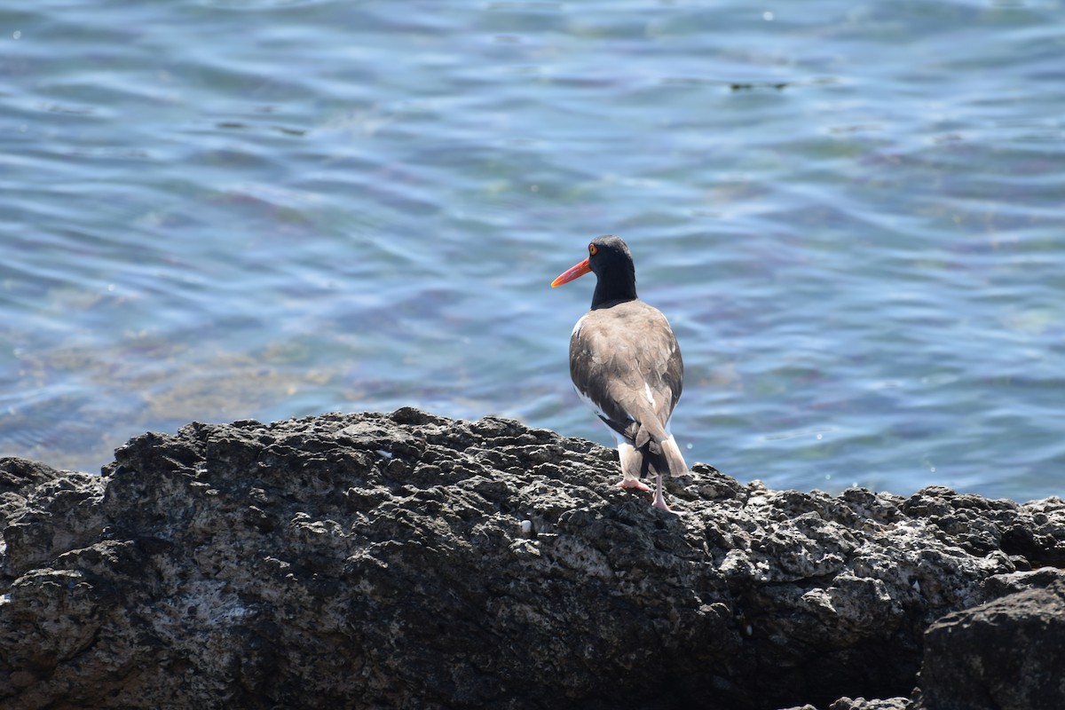 Braunmantel-Austernfischer - ML646832893