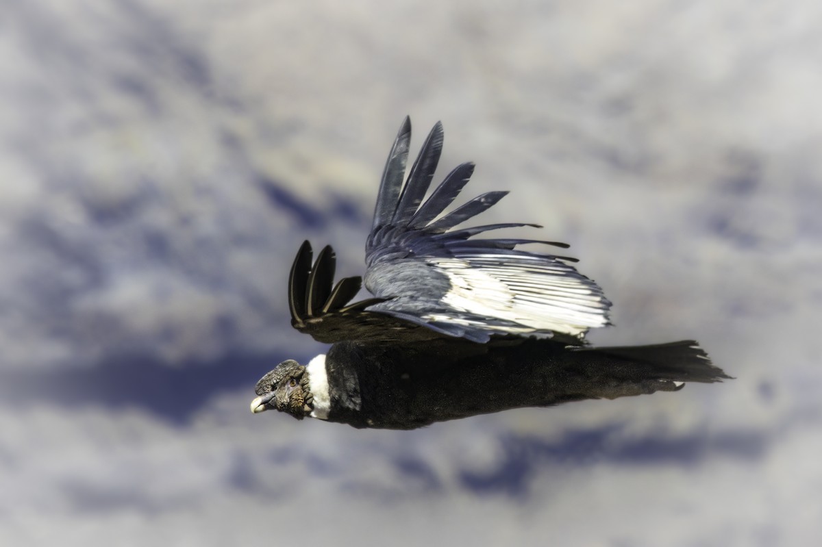 Andenkondor - ML646832894