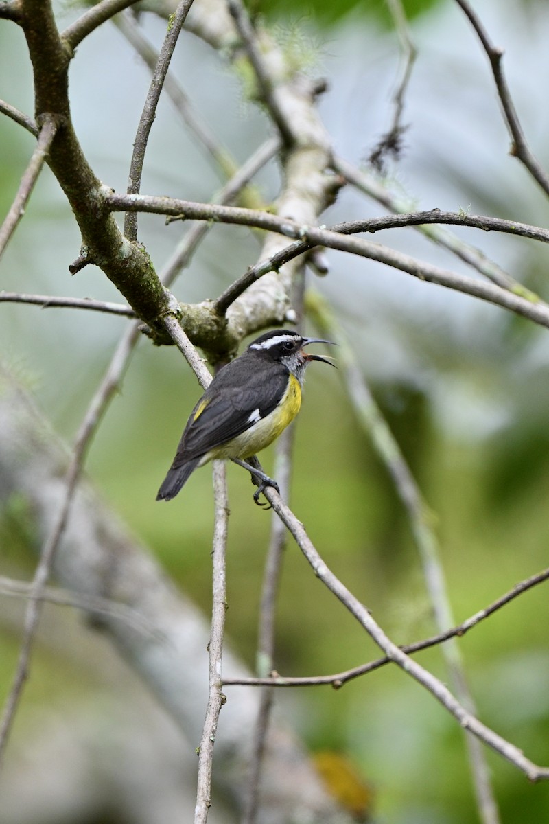 Bananaquit - ML646832895