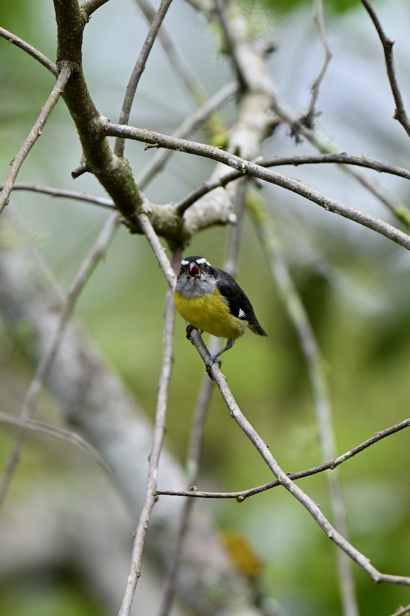 Bananaquit - ML646832896