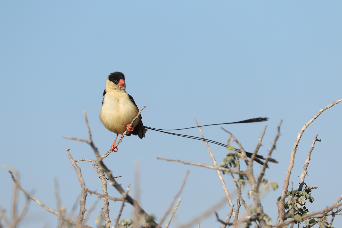 ミカドスズメ - ML646832897