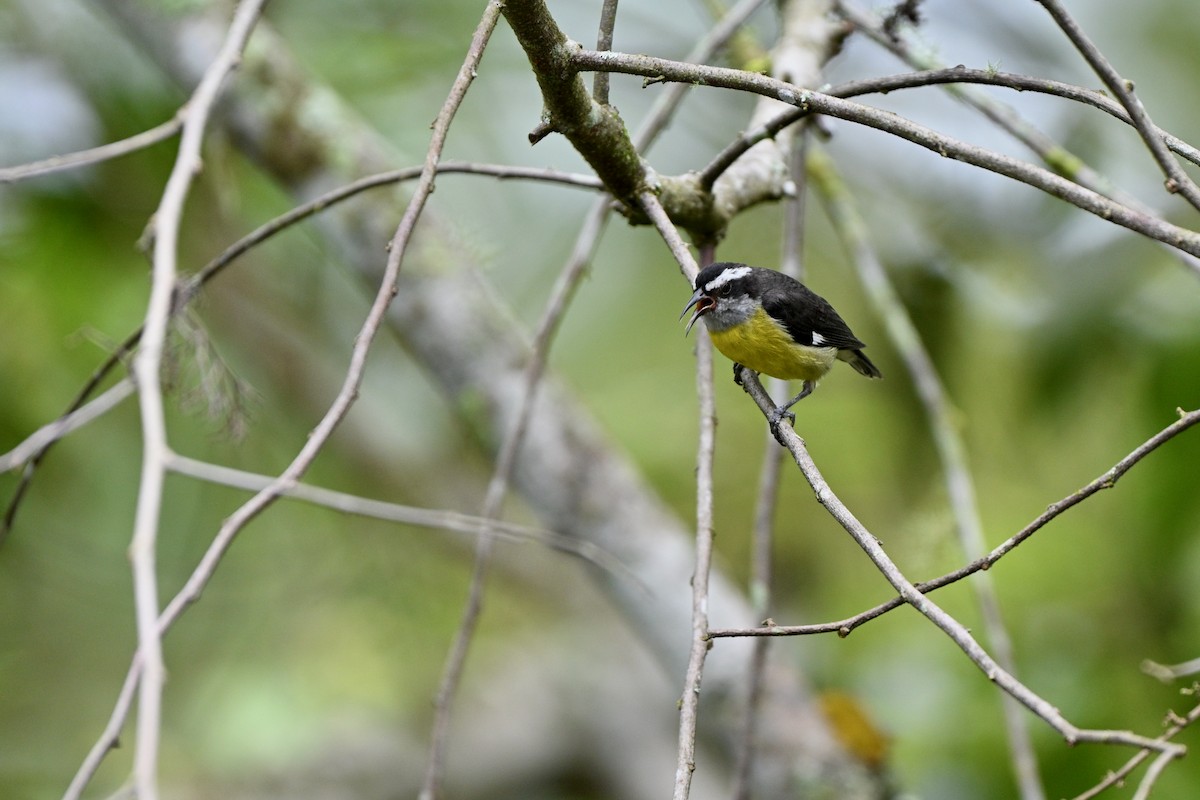 Bananaquit - ML646832898