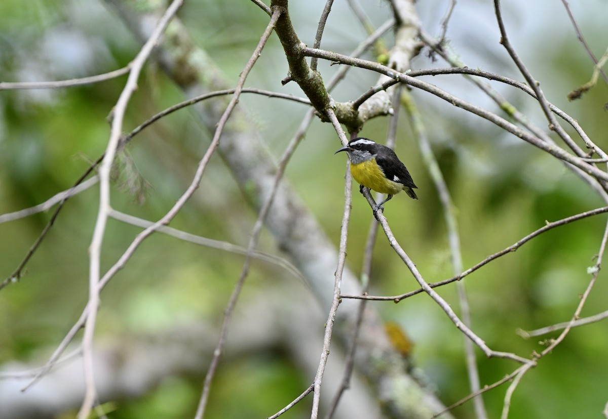 Bananaquit - ML646832899