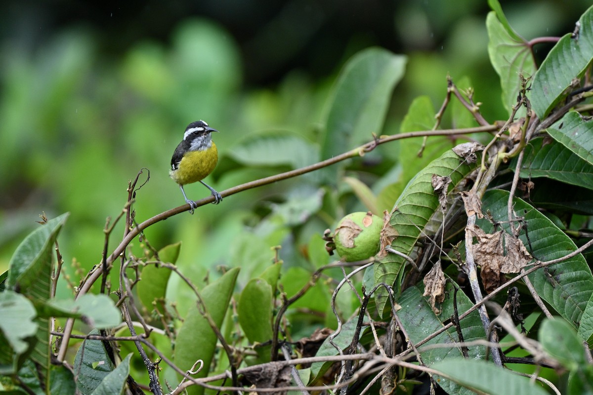 Bananaquit - ML646832900