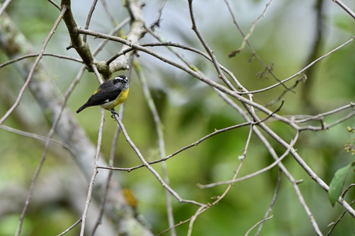 Bananaquit - ML646832901