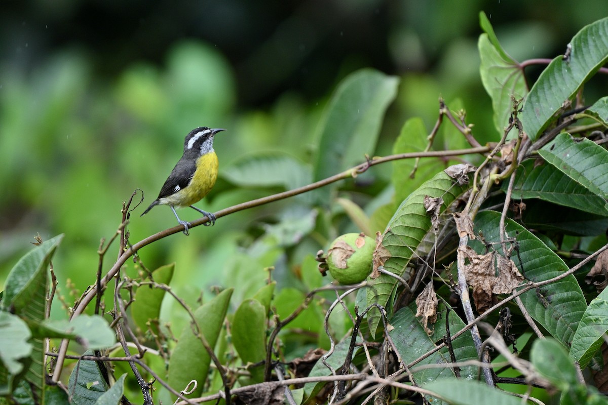 Bananaquit - ML646832902