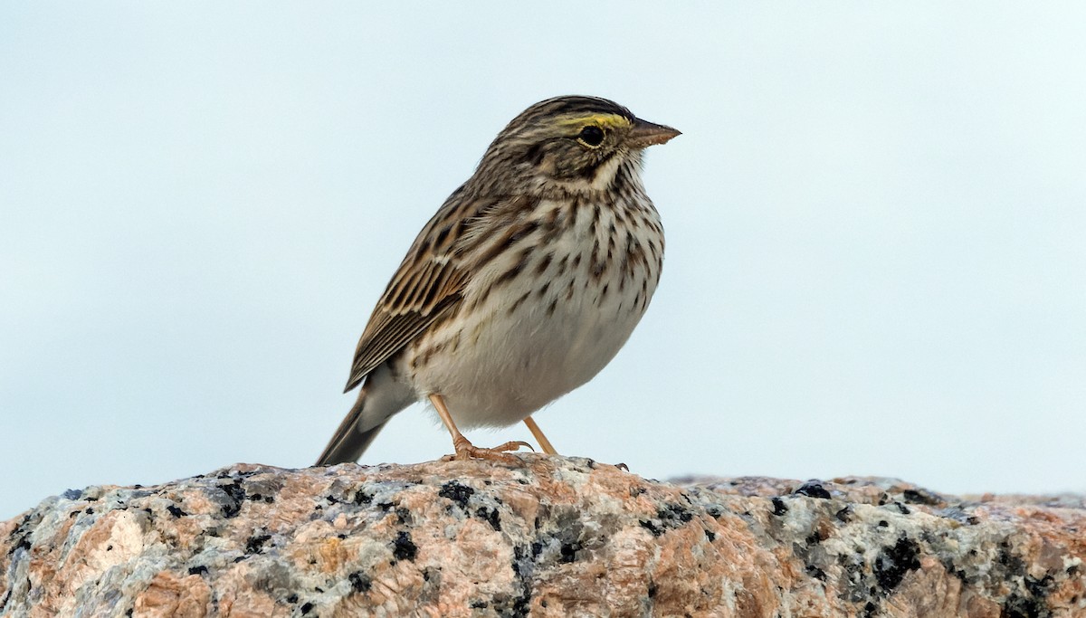 Savannah Sparrow - ML646832903