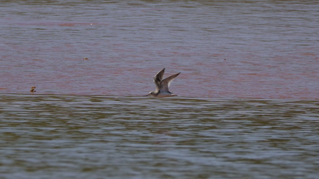 Terek Sandpiper - ML646832904