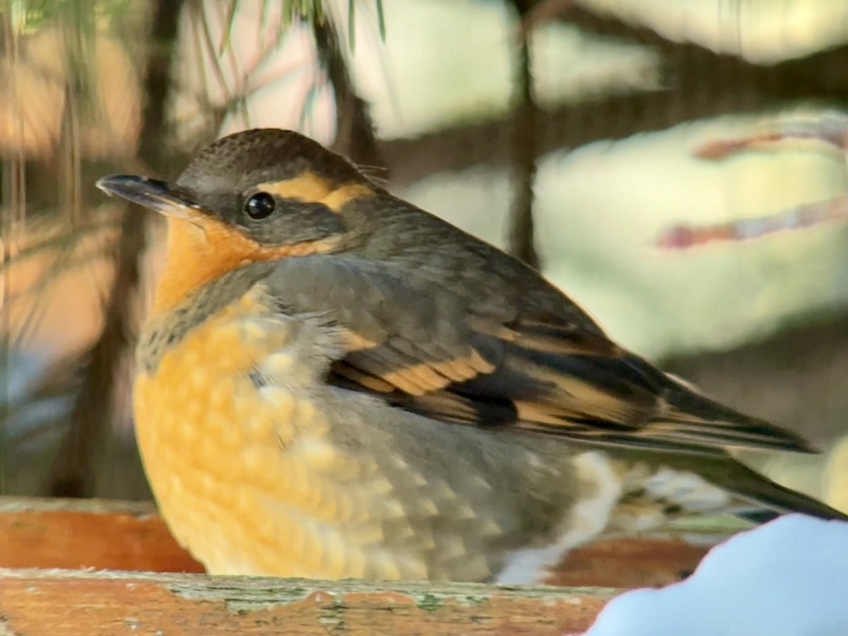 drozd pruhokřídlý - ML646832905