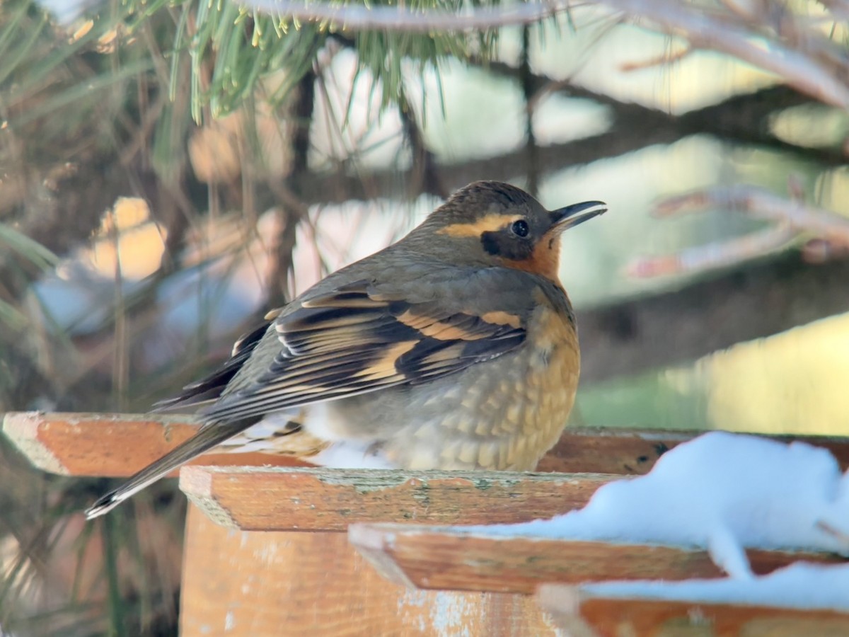 drozd pruhokřídlý - ML646832906