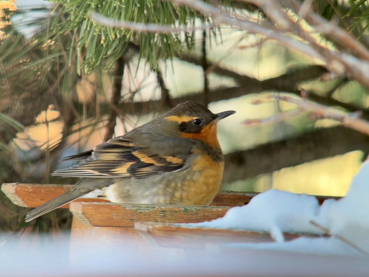 drozd pruhokřídlý - ML646832907