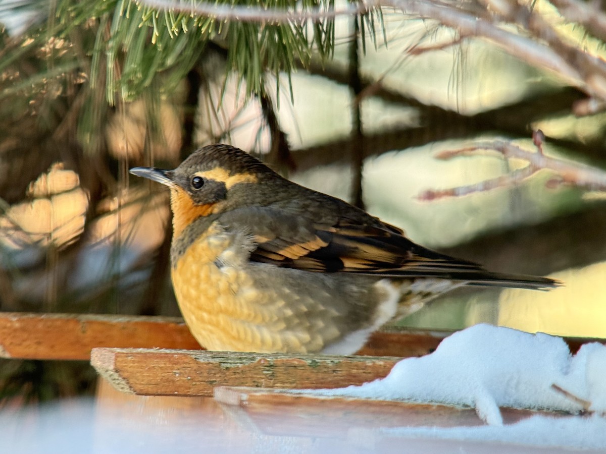 drozd pruhokřídlý - ML646832908