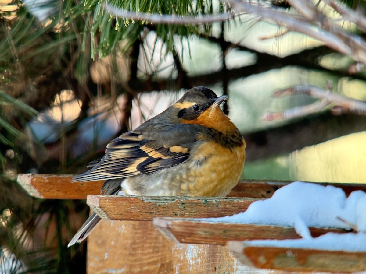 drozd pruhokřídlý - ML646832909