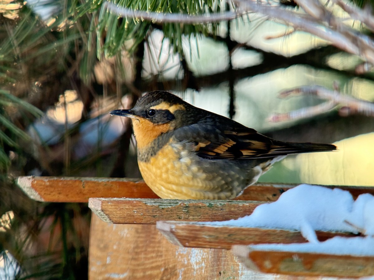 drozd pruhokřídlý - ML646832910