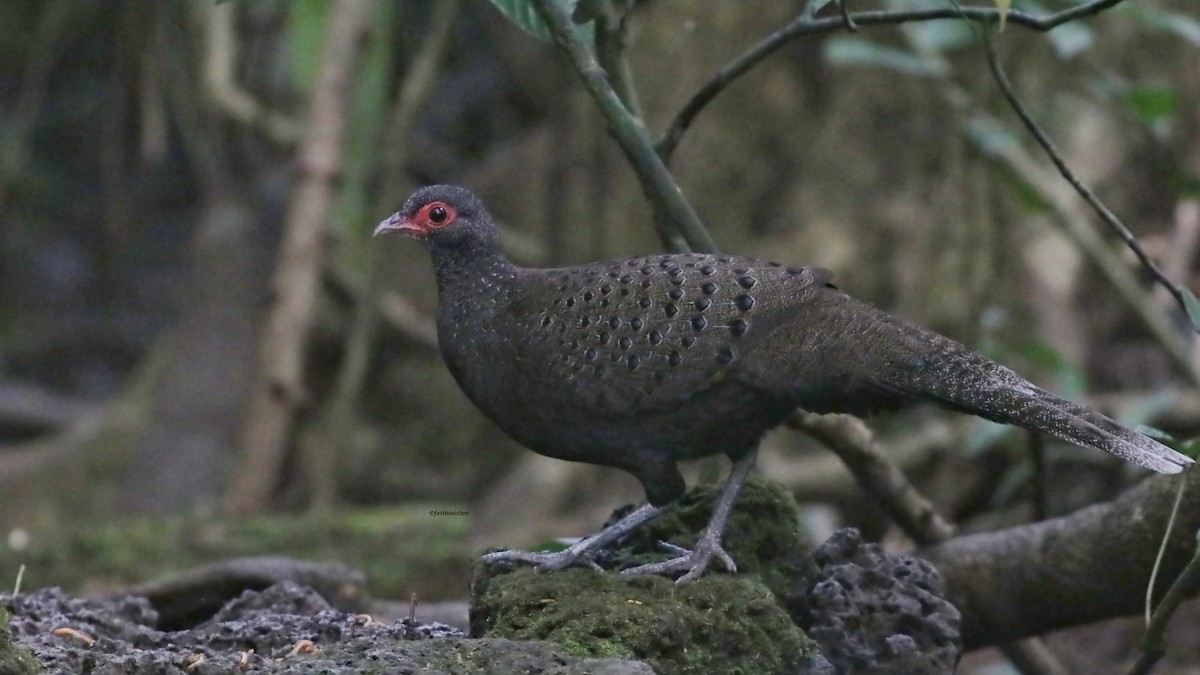 Küçük Tavus Sülünü - ML646832911