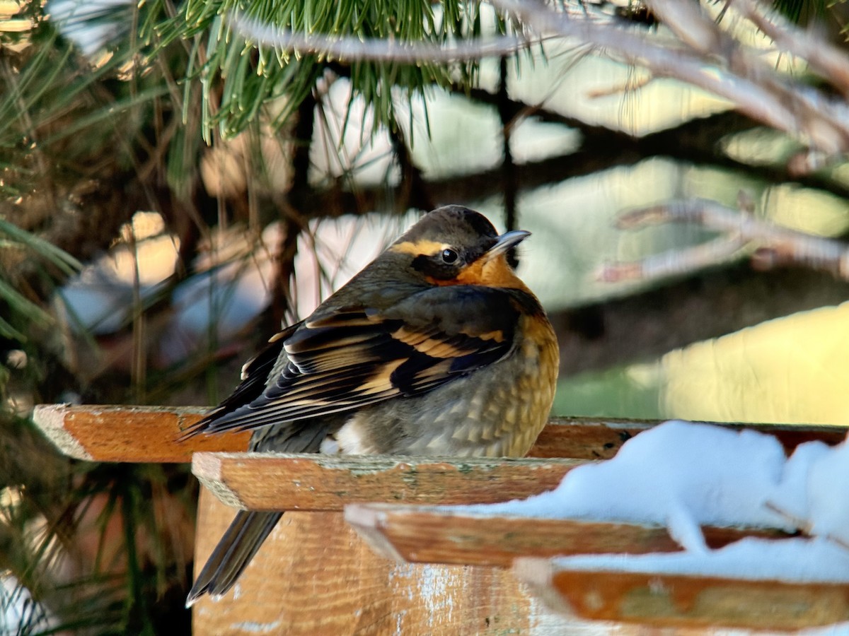 drozd pruhokřídlý - ML646832912