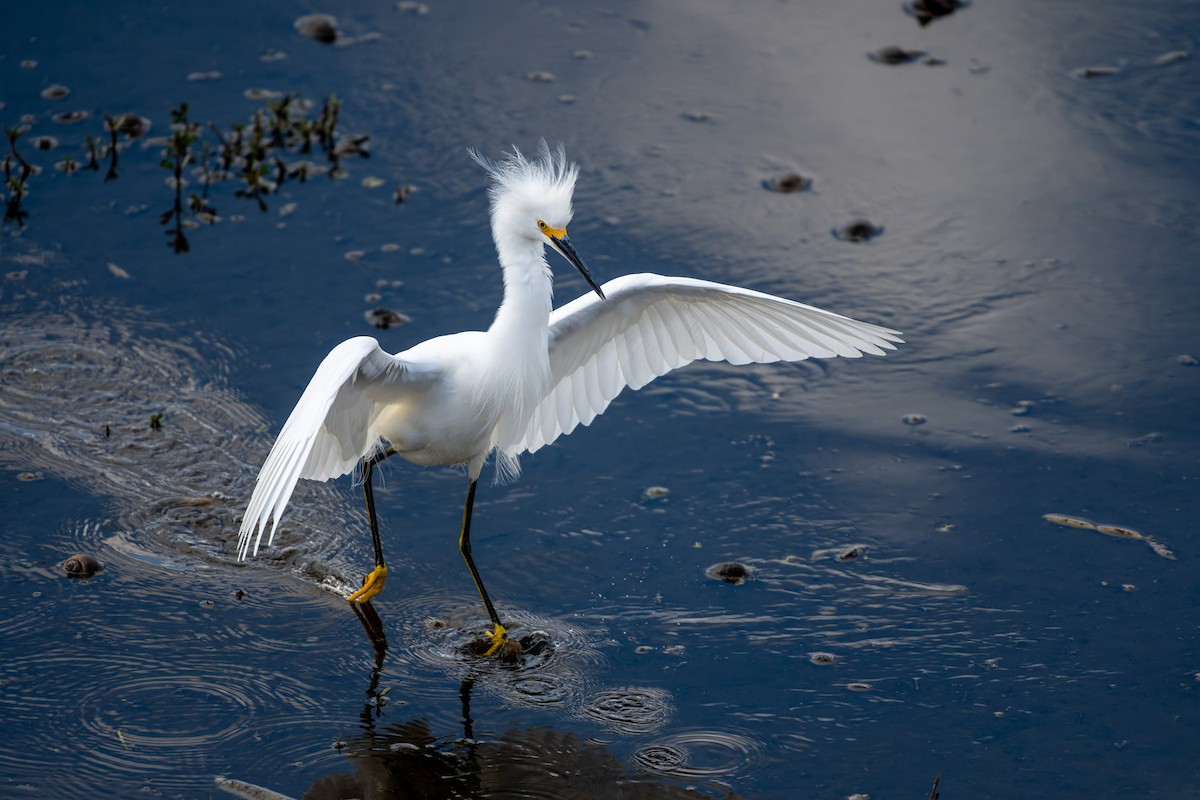 Schmuckreiher - ML646832913