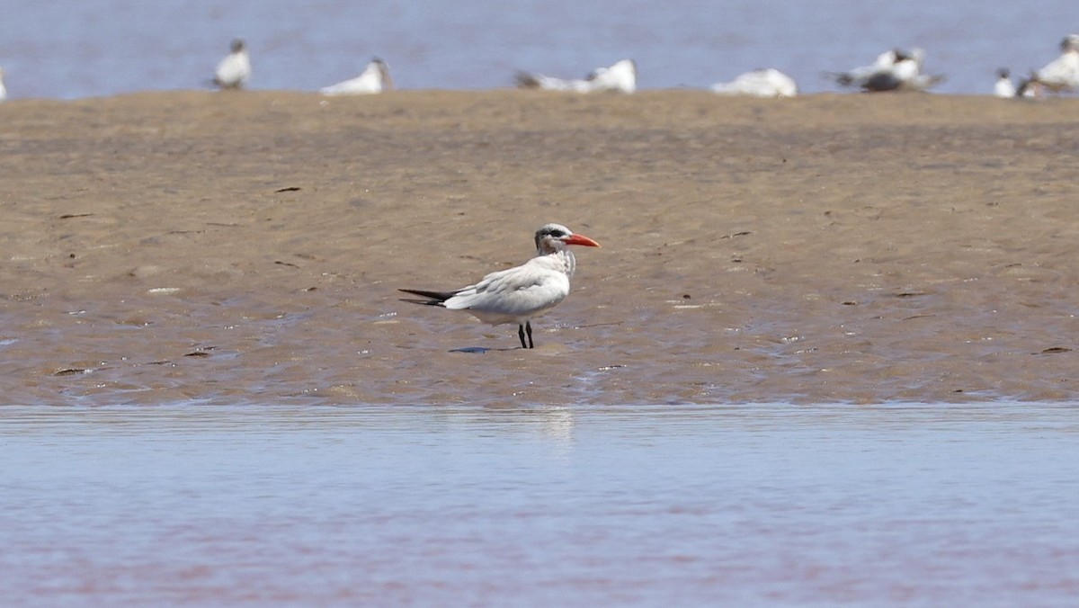 Raubseeschwalbe - ML646832914