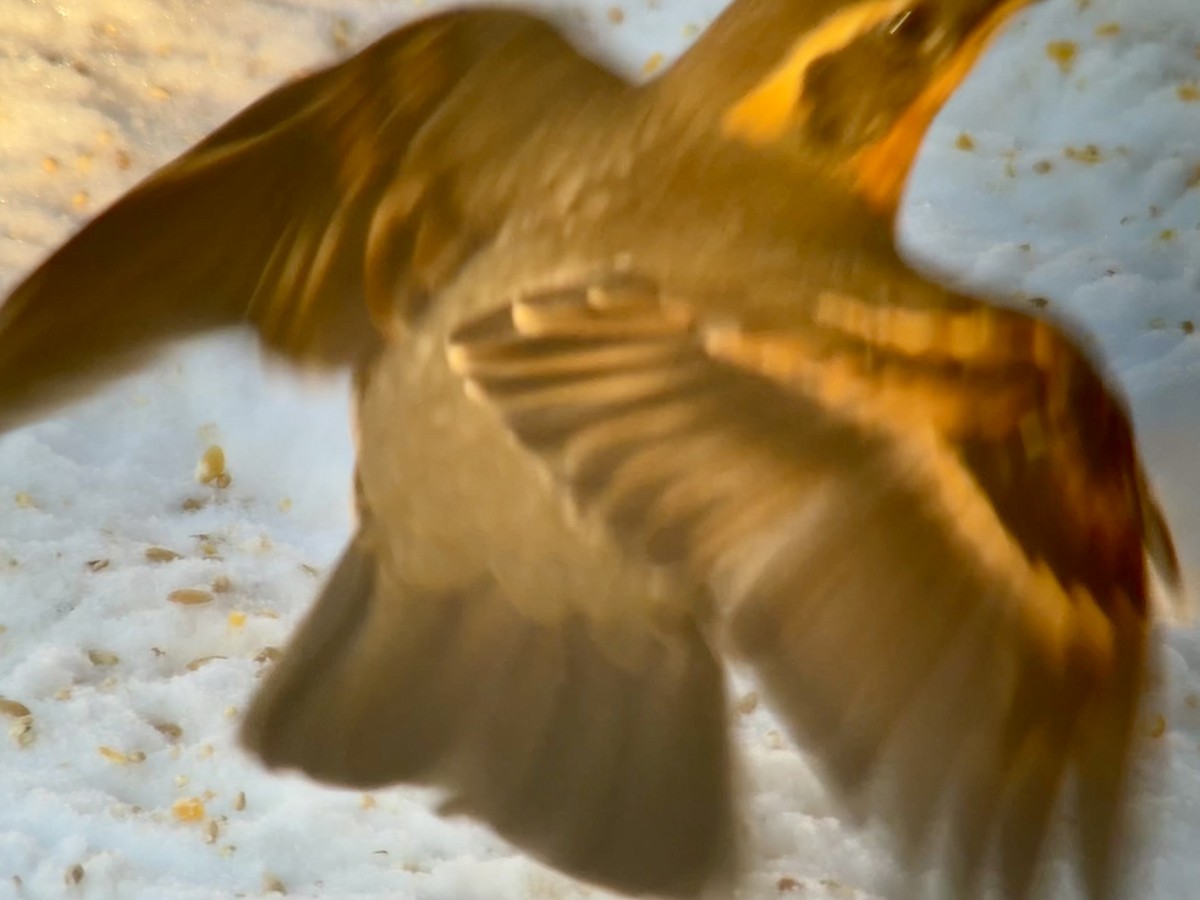 drozd pruhokřídlý - ML646832915