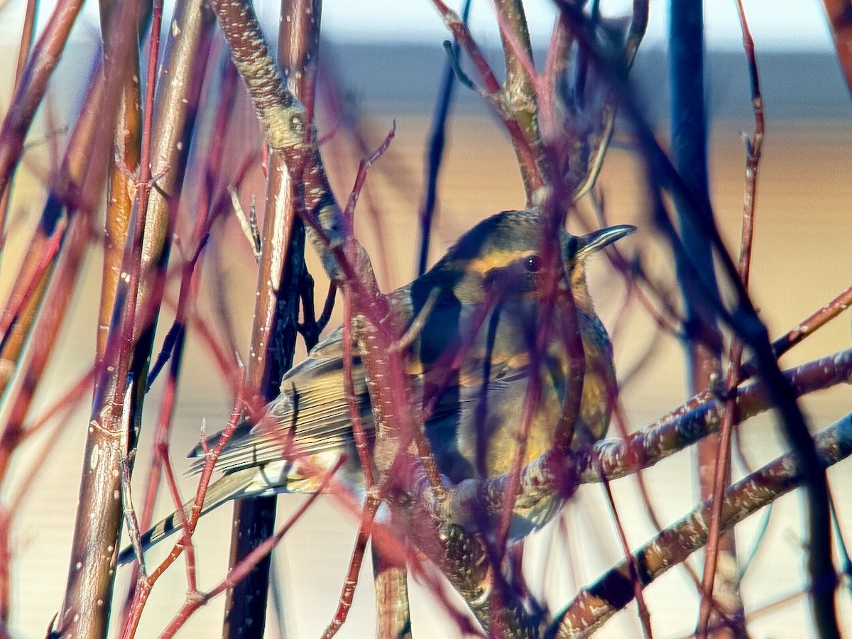 drozd pruhokřídlý - ML646832916