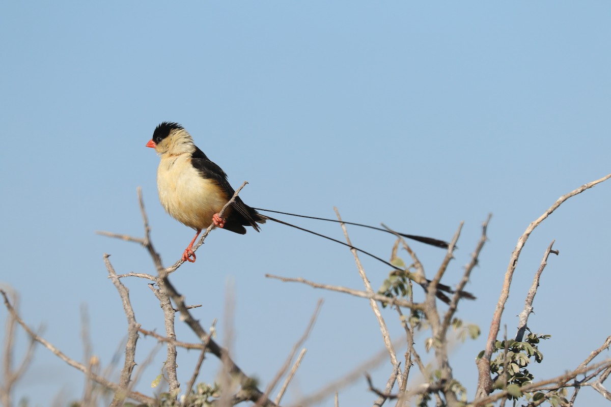 ミカドスズメ - ML646832920