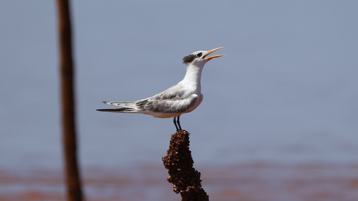 Tepeli Büyük Sumru - ML646832923