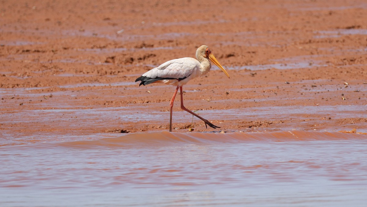 Nimmersatt - ML646832924