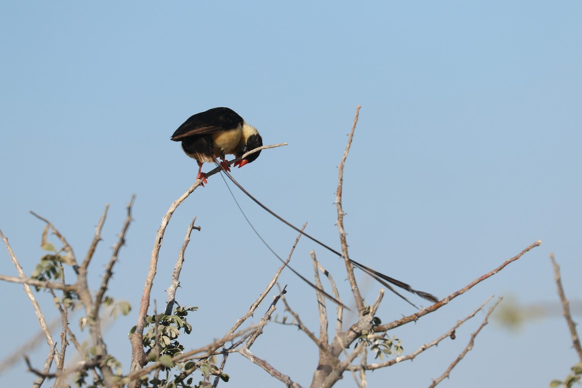 ミカドスズメ - ML646832925