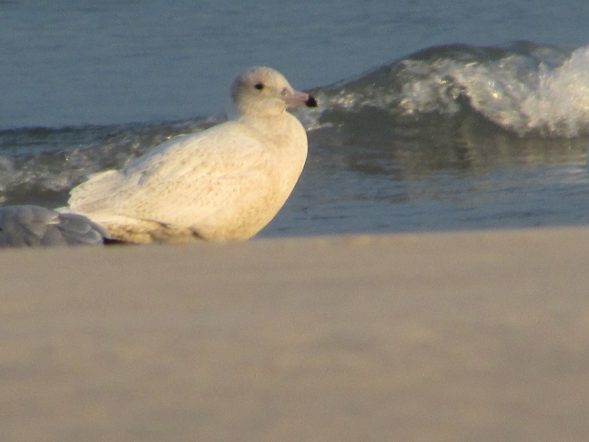 Бургомистр - ML646832927