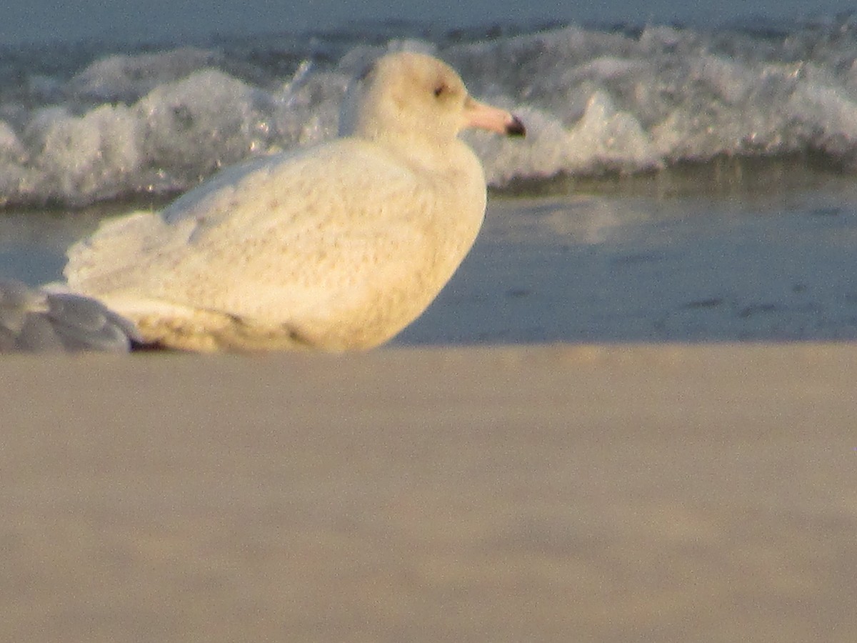 Бургомистр - ML646832928