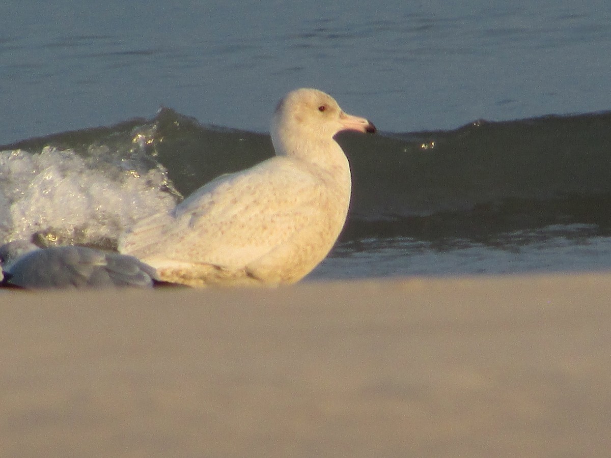 Бургомистр - ML646832929