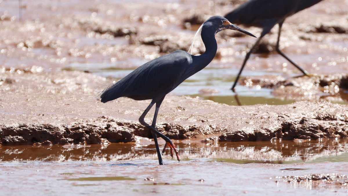 Aigrette garzette (dimorpha) - ML646832930