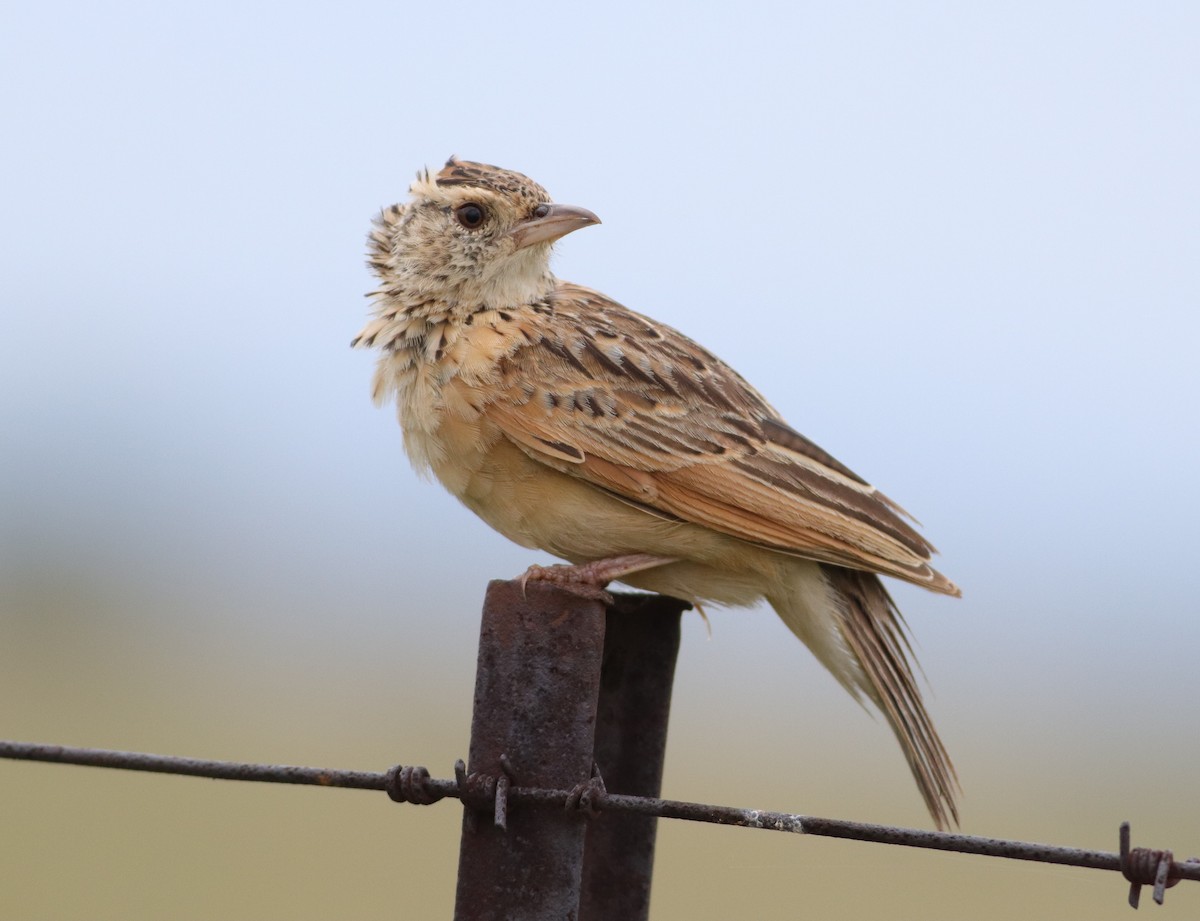 Rufous-naped Lark - ML646832931
