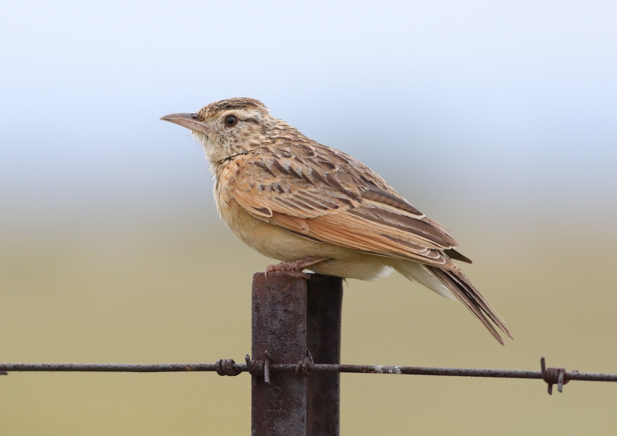 Rufous-naped Lark - ML646832932
