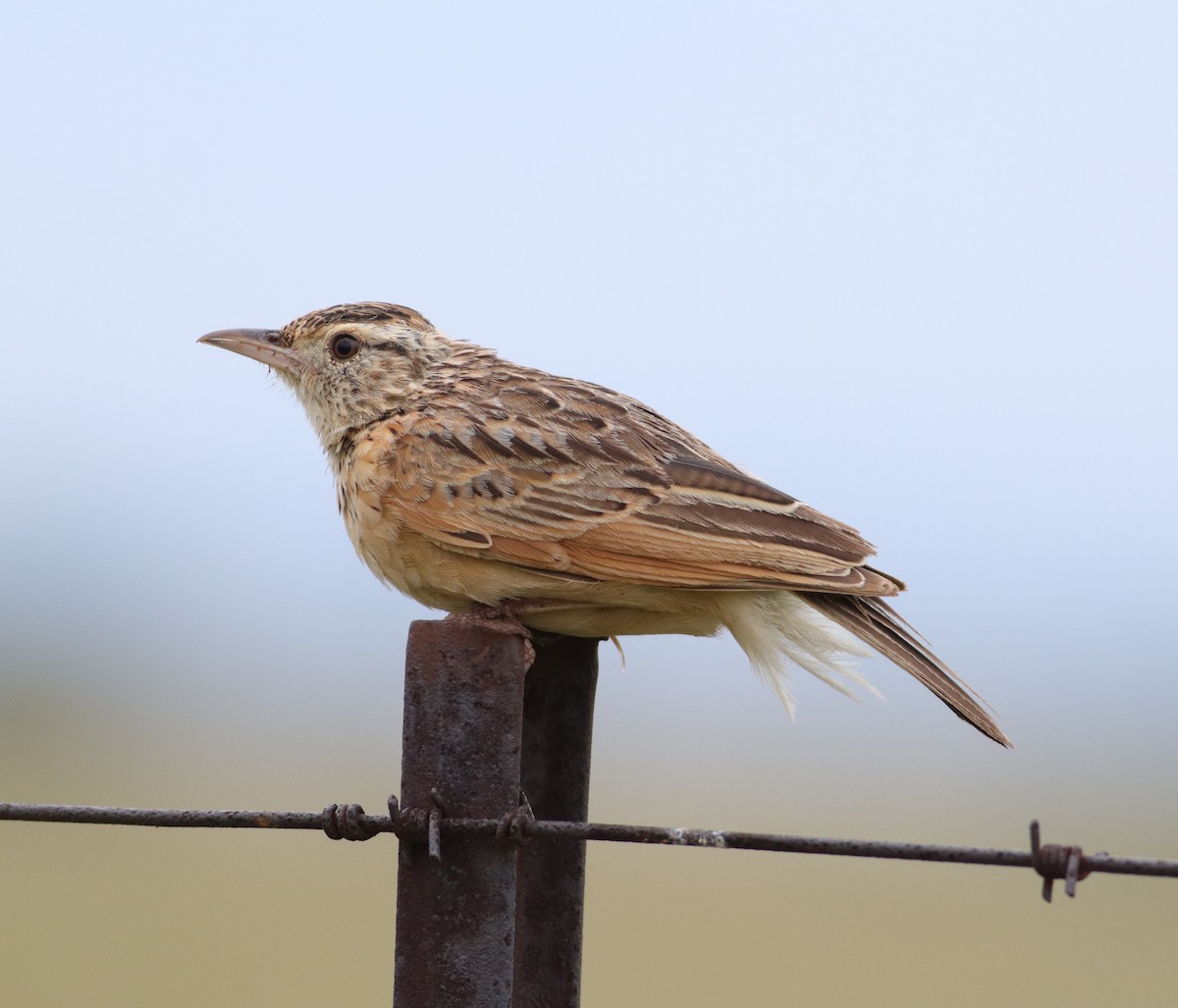 Rufous-naped Lark - ML646832933