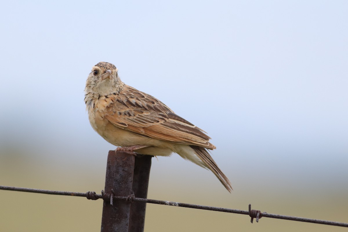 Rufous-naped Lark - ML646832934