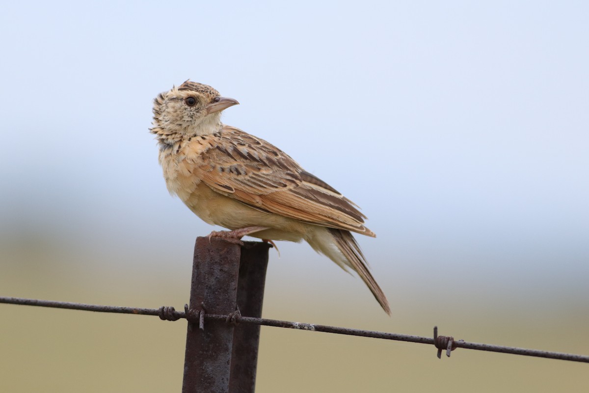 Rufous-naped Lark - ML646832935