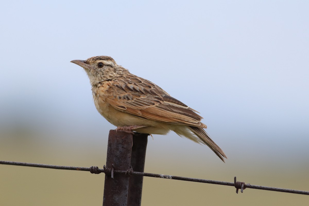 Rufous-naped Lark - ML646832936