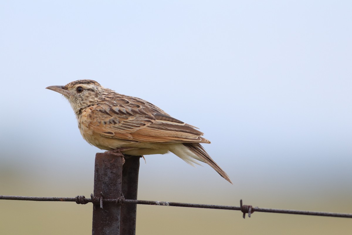 Rufous-naped Lark - ML646832937