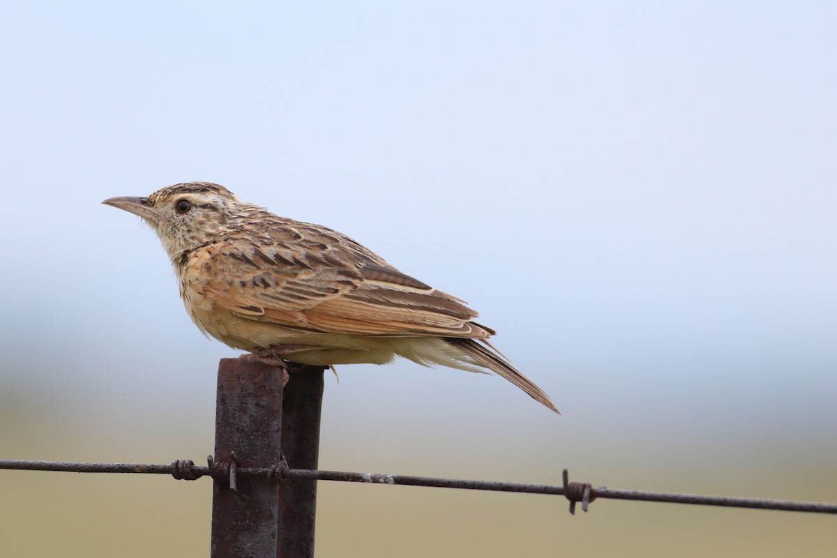Rufous-naped Lark - ML646832938