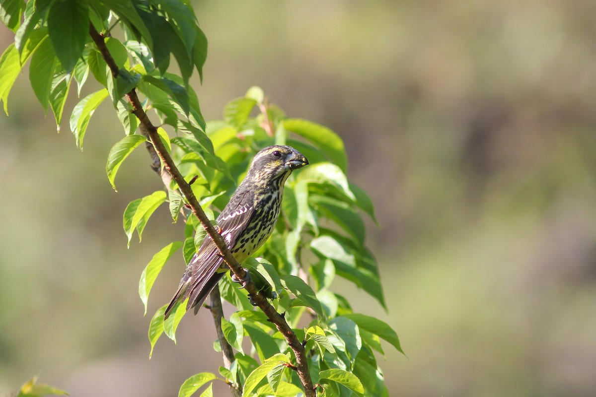 Gros-bec à ailes tachetées - ML646832941