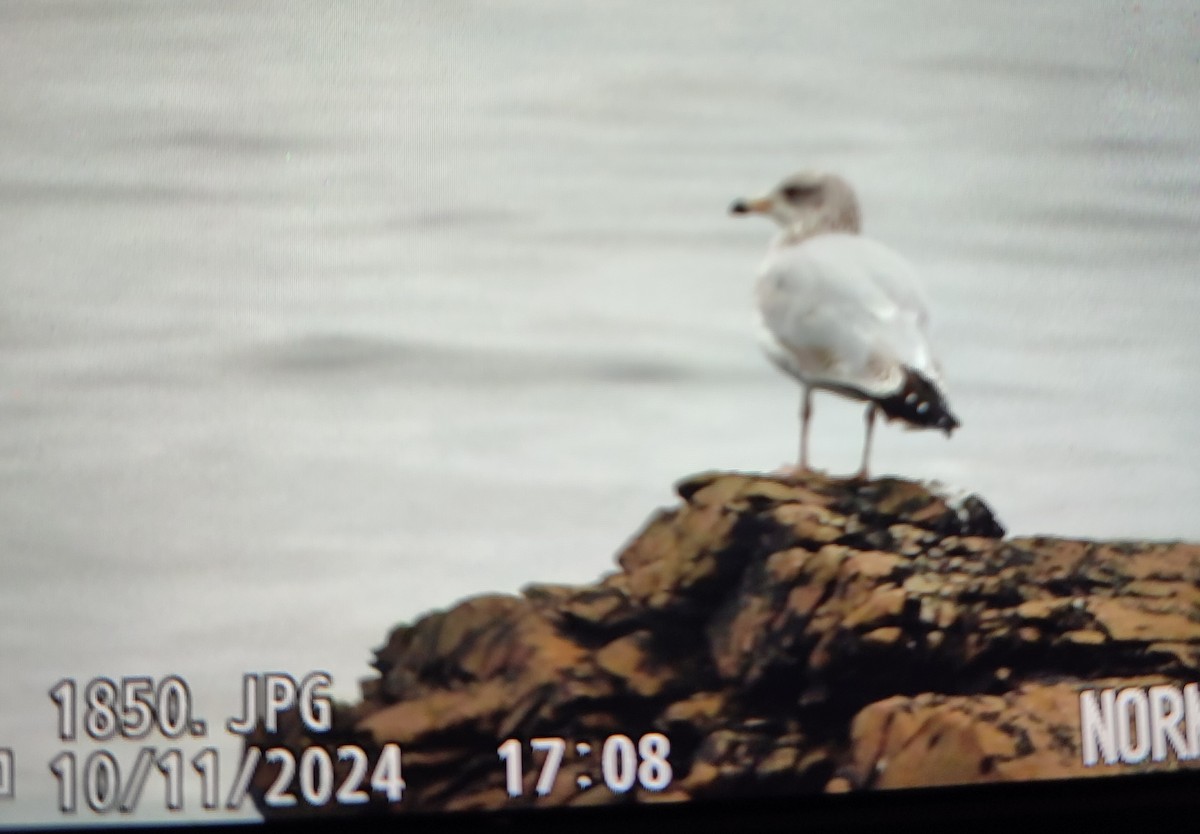 Silbermöwe - ML646832942